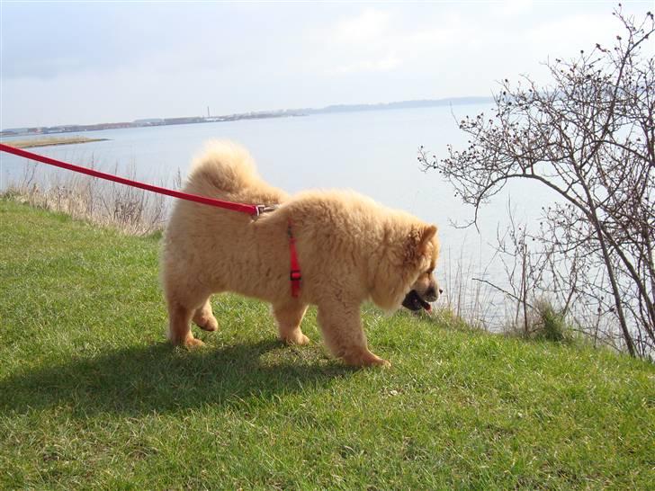 Chow chow Ballou - RIP <3 - Prøv lii at se der... billede 7