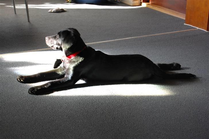 Labrador retriever Vabbe - Uhhhh å dejligt med en solstråle.... billede 13