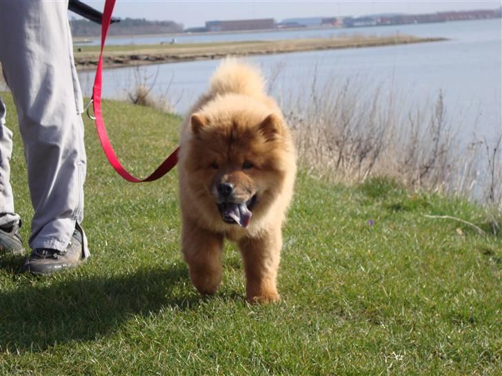 Chow chow Ballou - RIP <3 - Jeg går tur med far billede 8