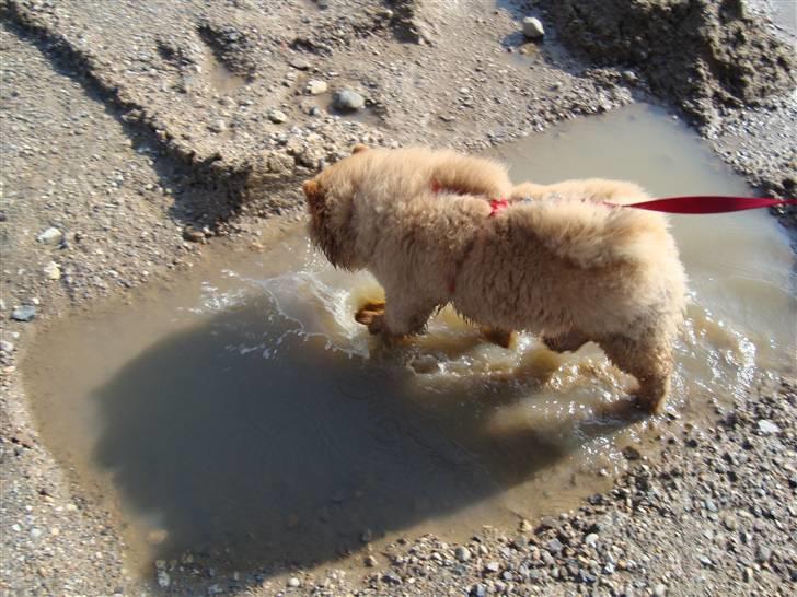 Chow chow Ballou - RIP <3 - Pjaske pjaske.. billede 9