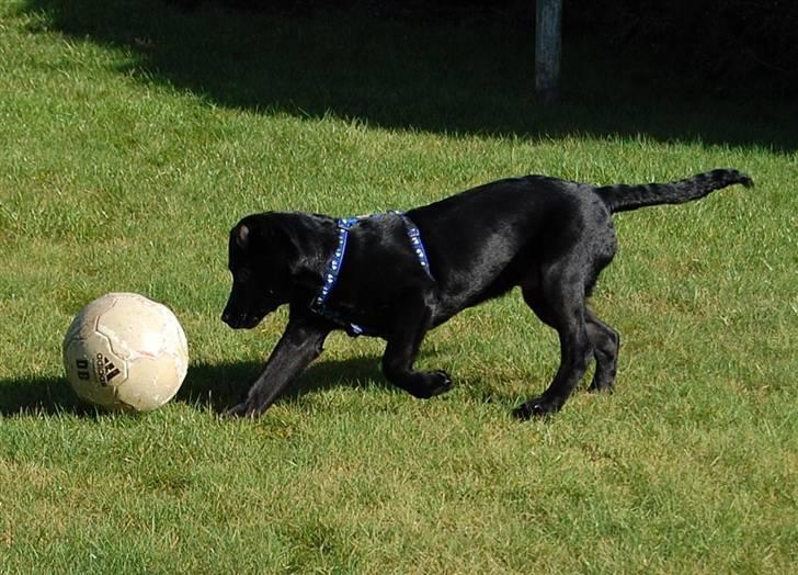 Labrador retriever Vabbe - Elsker at spille bold.... Vabbe er nu 15 uger gammel. billede 14