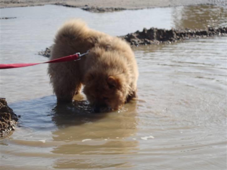 Chow chow Ballou - RIP <3 - Mmmm vand! billede 10