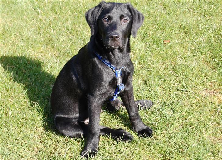 Labrador retriever Vabbe - Smukke mig... 15 uger gammel. billede 15