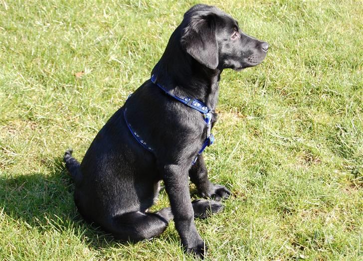 Labrador retriever Vabbe - Dejligt at være i haven :-) billede 16