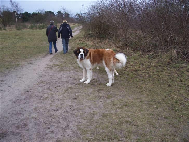 Sankt bernhardshund balou billede 8