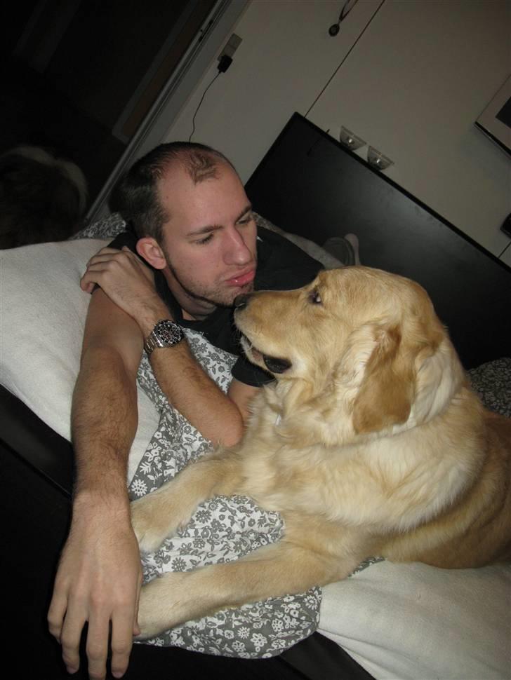 Golden retriever Felix billede 11