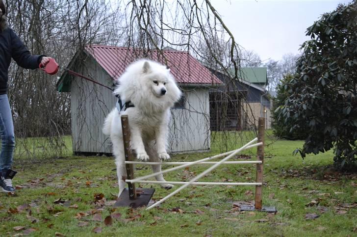Samojedhund Vaks <3 - Fail spring #Fotograf: Anne-Mette Fogh# billede 7