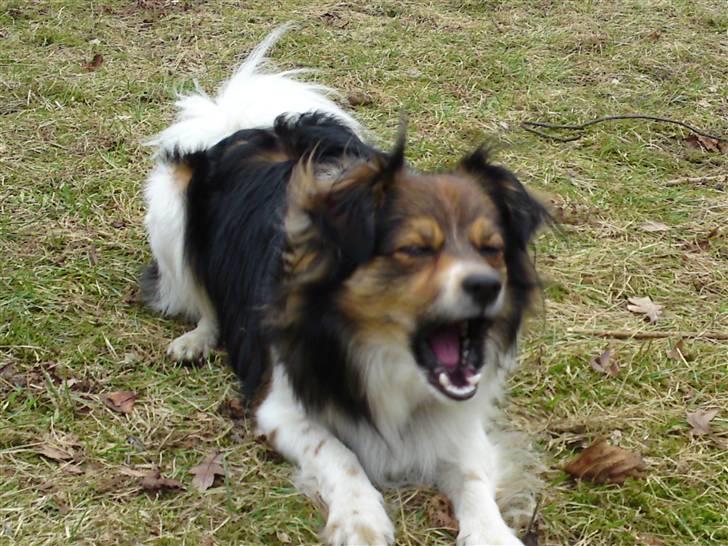 Papillon Blanding ¤¤Mons<3¤¤ - Lidt model er han vel altid. :) billede 15