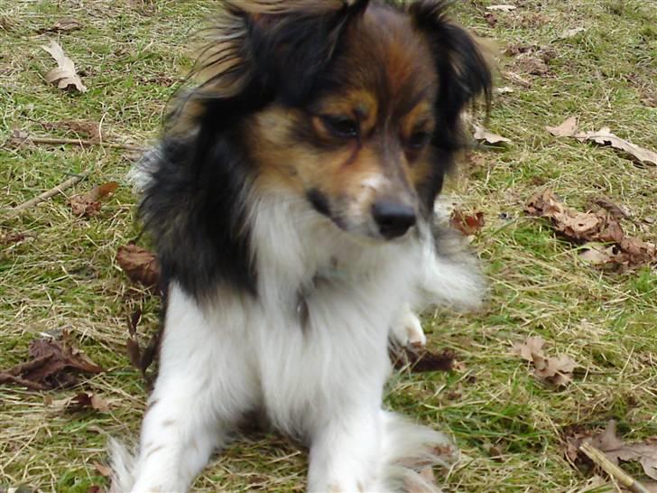 Papillon Blanding ¤¤Mons<3¤¤ -  Lidt model er han vel altid. :) billede 16