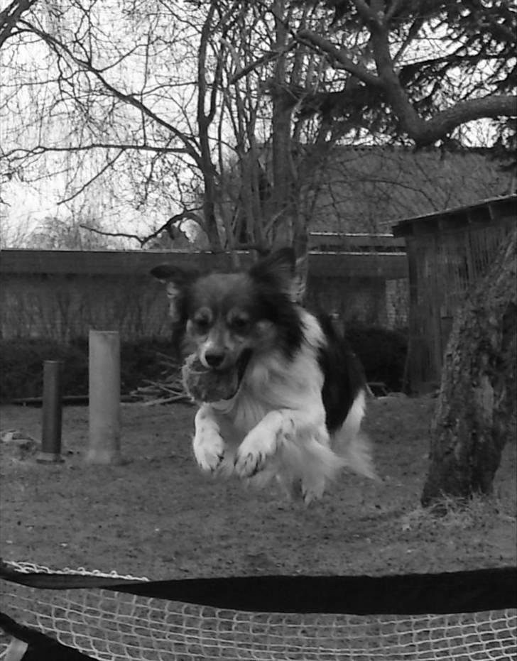 Papillon Blanding ¤¤Mons<3¤¤ billede 18