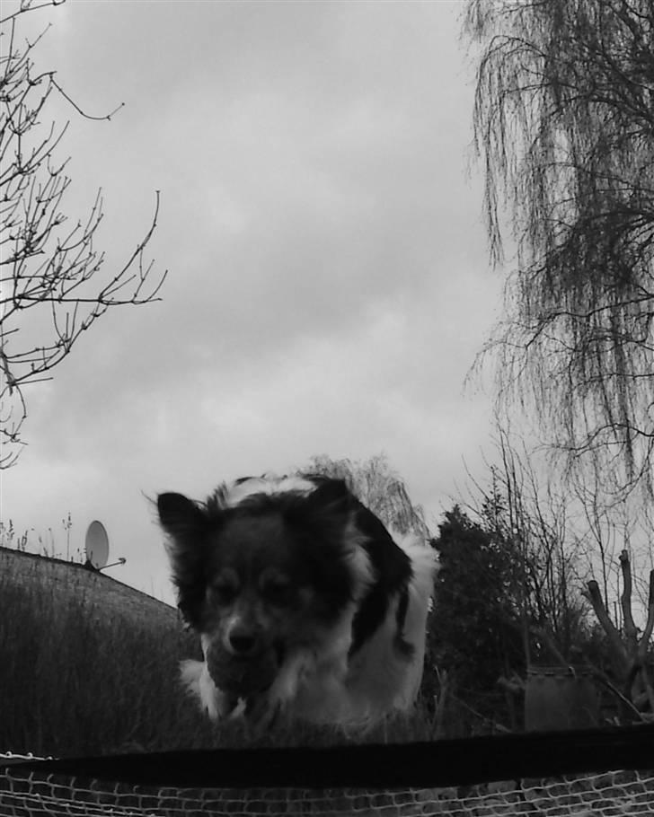 Papillon Blanding ¤¤Mons<3¤¤ billede 19