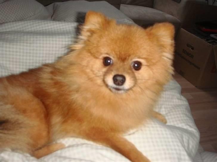 Pomeranian Zuie billede 1
