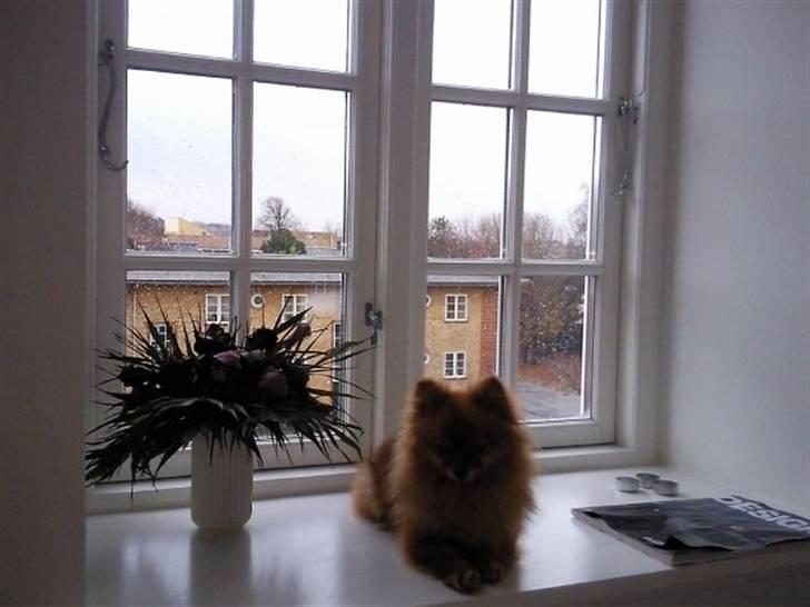 Pomeranian Zuie - vindues karmen så hun kan holde øje med alle.. billede 2