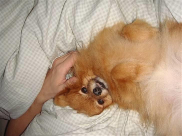 Pomeranian Zuie billede 3