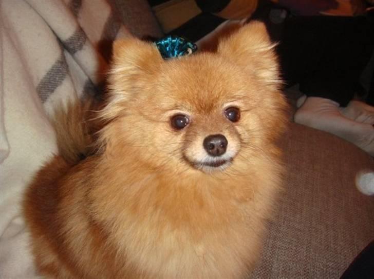 Pomeranian Zuie - Zuie er blevet fin til jul :D billede 4