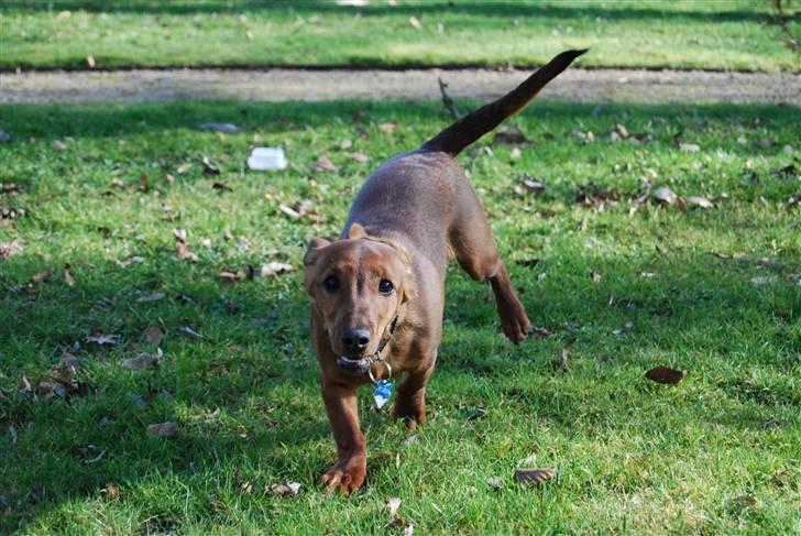 Blanding af racer Bobby (SOLGT) billede 6