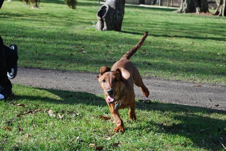 Blanding af racer Bobby (SOLGT) billede 7