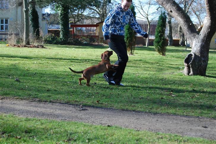 Blanding af racer Bobby (SOLGT) billede 8