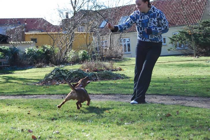 Blanding af racer Bobby (SOLGT) billede 9