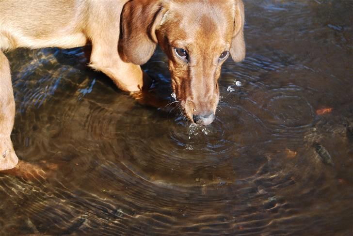 Blanding af racer Bobby (SOLGT) billede 10