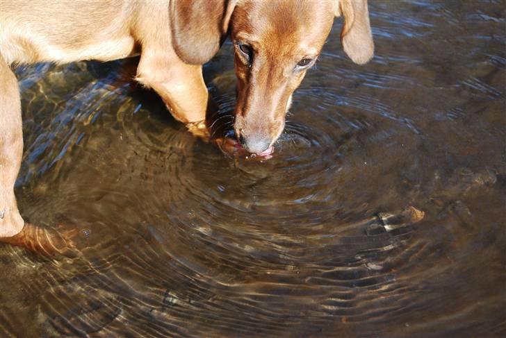 Blanding af racer Bobby (SOLGT) billede 11