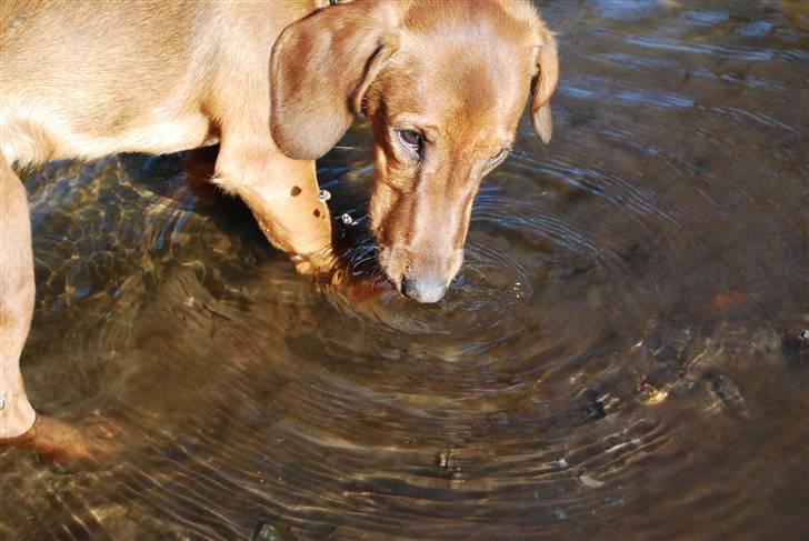 Blanding af racer Bobby (SOLGT) billede 12