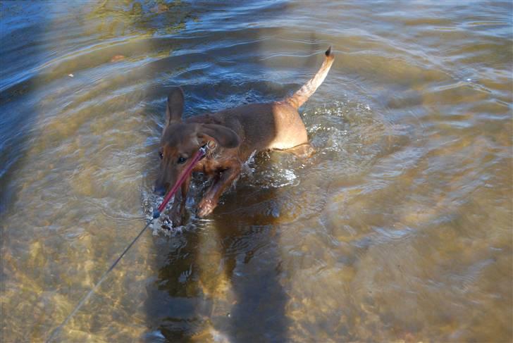 Blanding af racer Bobby (SOLGT) billede 13