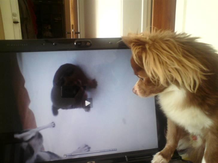 Chihuahua Knas Bear - Vi tjekker lige den nye lillesøster ud... billede 10