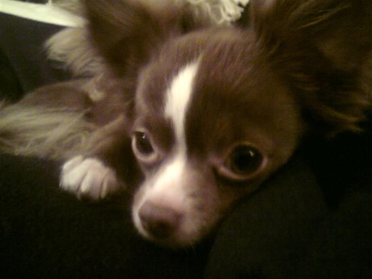 Chihuahua Knas Bear - Kan blive ved med at tage billeder af den hund... billede 11