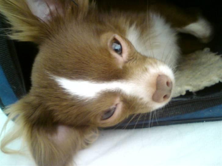 Chihuahua Knas Bear - Putter lige i hulen billede 12