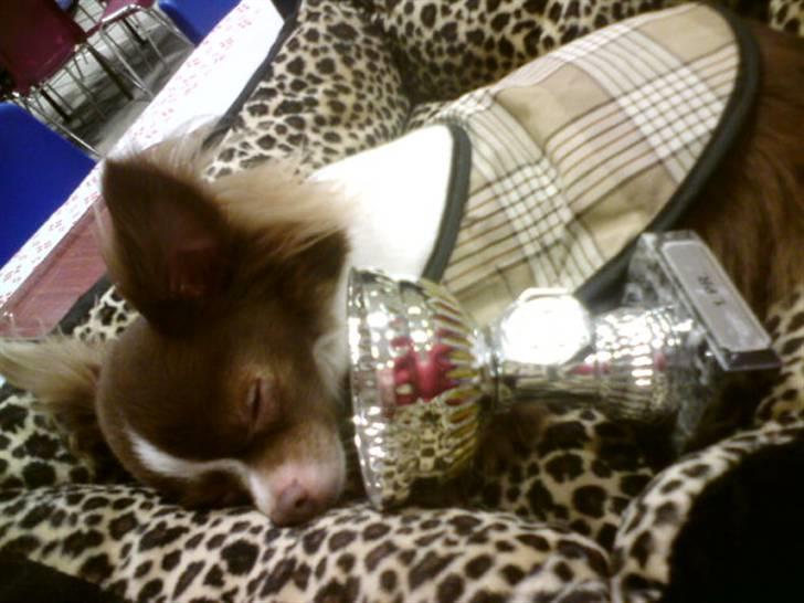 Chihuahua Knas Bear - træt efter en hård dag - men han gjorde det SÅ flot... billede 13