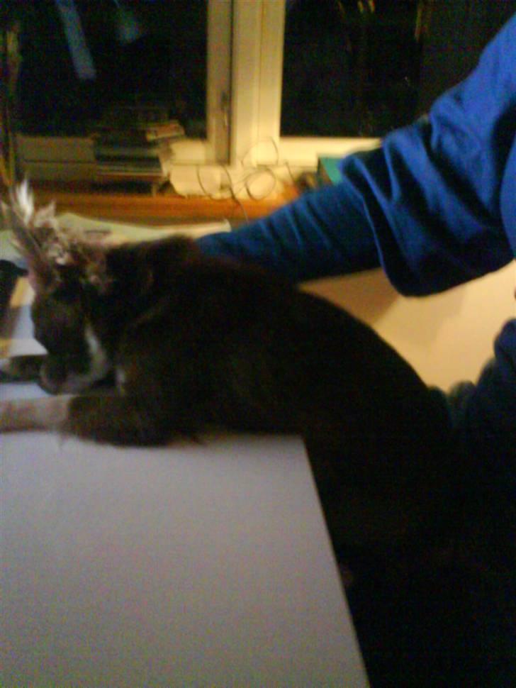 Chihuahua Knas Bear - Man kan jo blive træt - men mon ikke kurven var et bedre sted at sove?? nåå nej, der er mor ikke...  billede 14