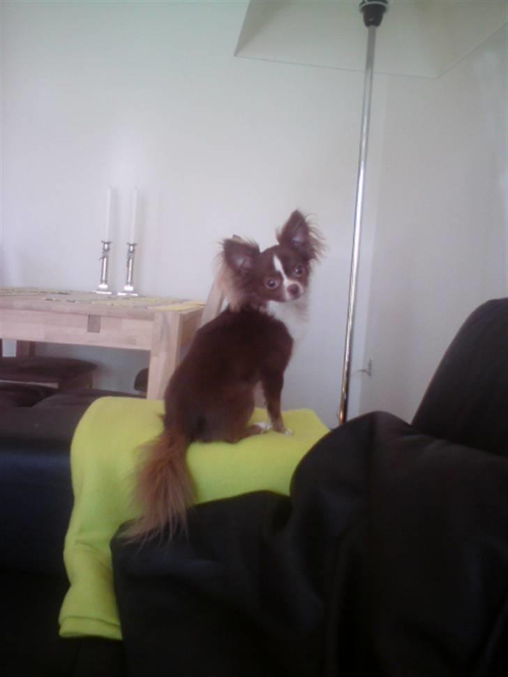 Chihuahua Knas Bear - sidder lige og gør det nye tæppe til MIT tæppe billede 15