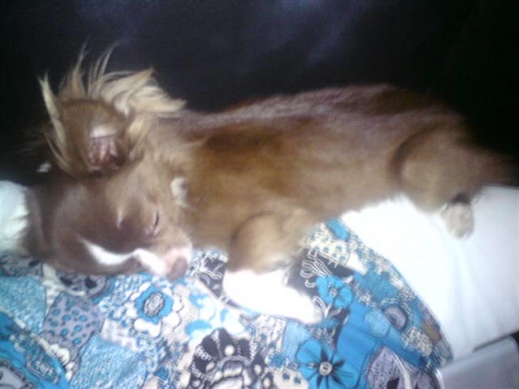 Chihuahua Knas Bear - uhhh.. nu hygger vi =) billede 16