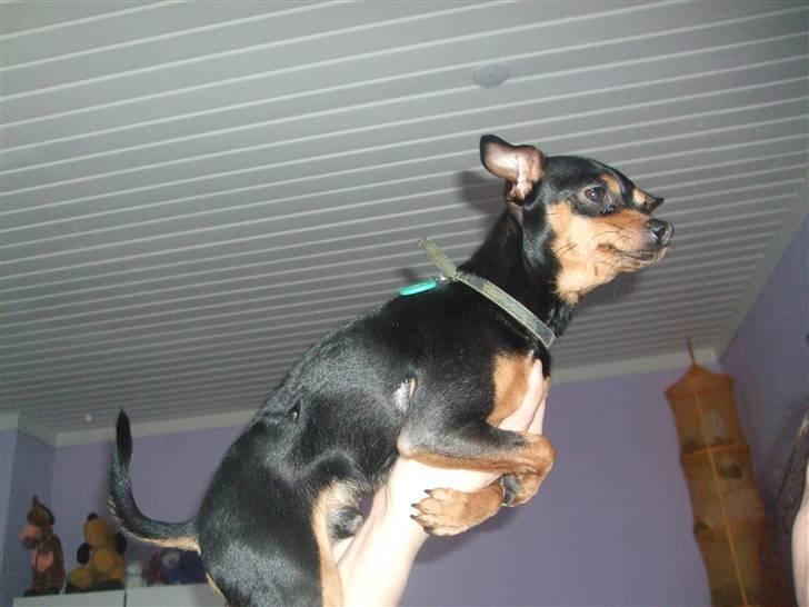 Dvaergpinscher Måns billede 8