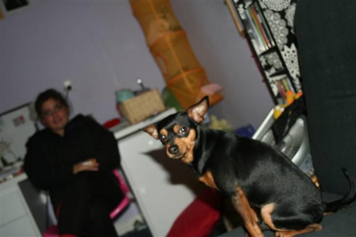 Dvaergpinscher Måns billede 9