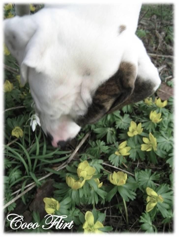 Amerikansk bulldog Coco Flirt - Mmmm... Så er det endelig ved at være forår... 18 marts ´09 billede 10