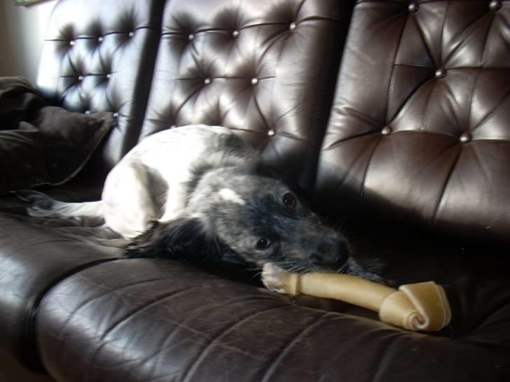 Blanding af racer Aslo billede 11