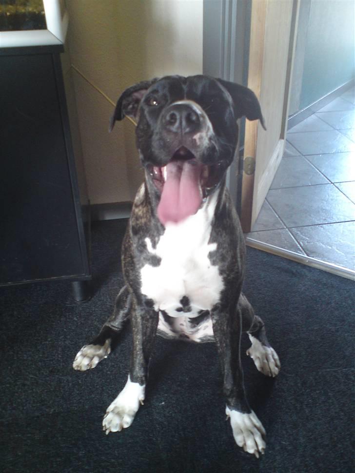 Blanding af racer Medina " Miss diva" billede 1