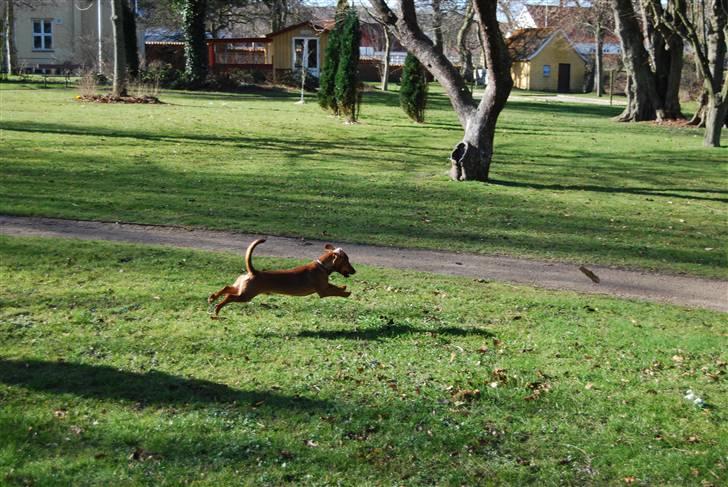 Blanding af racer Bobby (SOLGT) billede 14