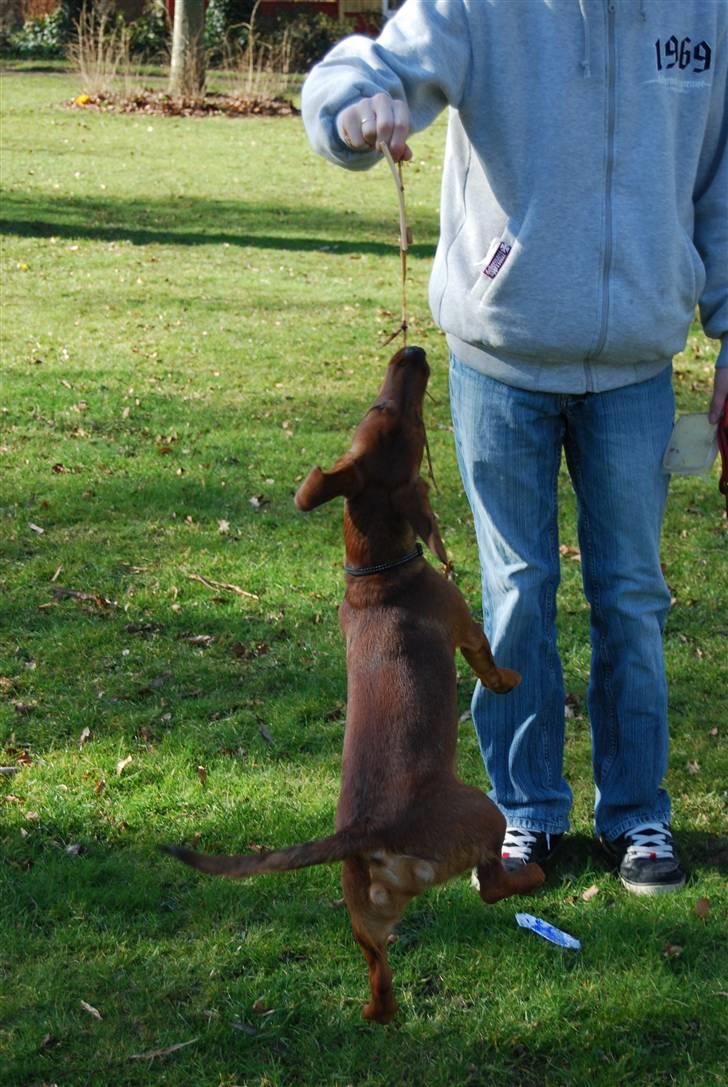 Blanding af racer Bobby (SOLGT) billede 15