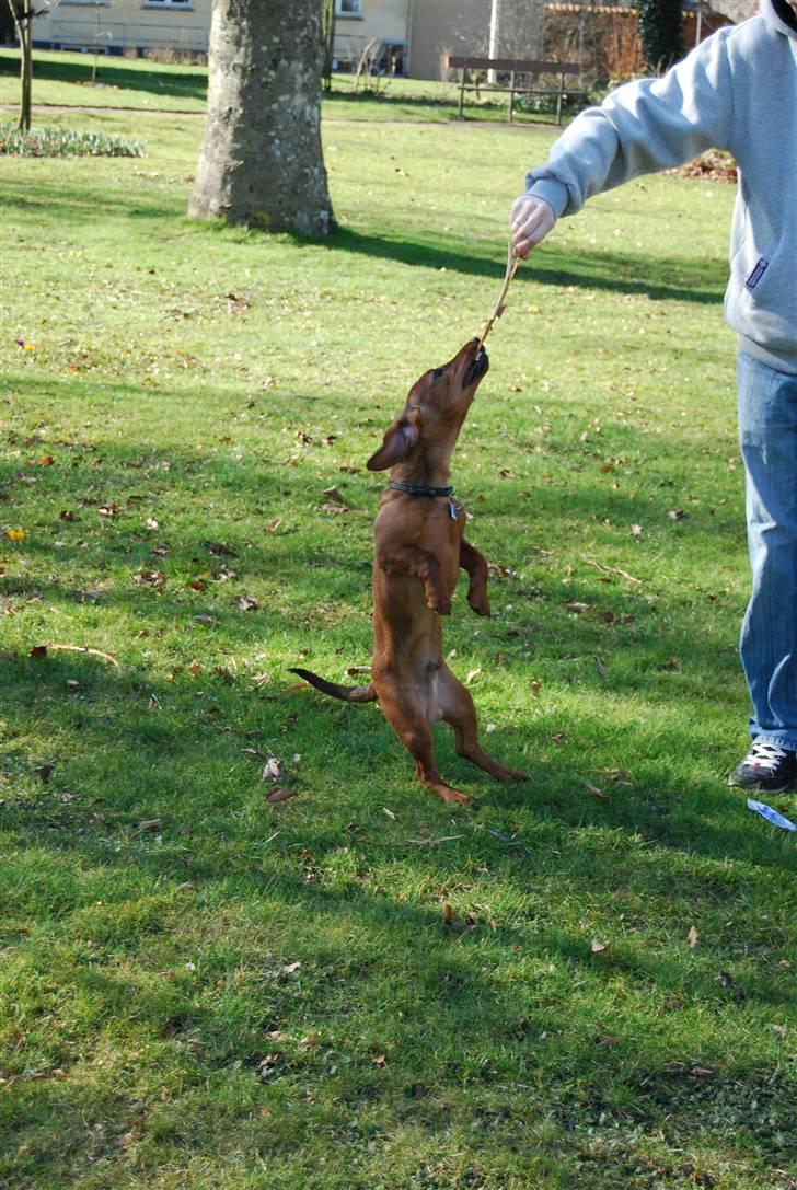 Blanding af racer Bobby (SOLGT) billede 16