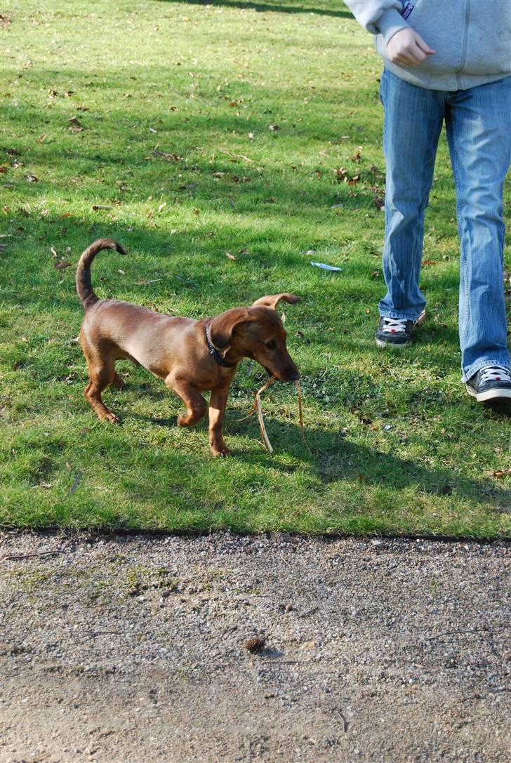 Blanding af racer Bobby (SOLGT) billede 17