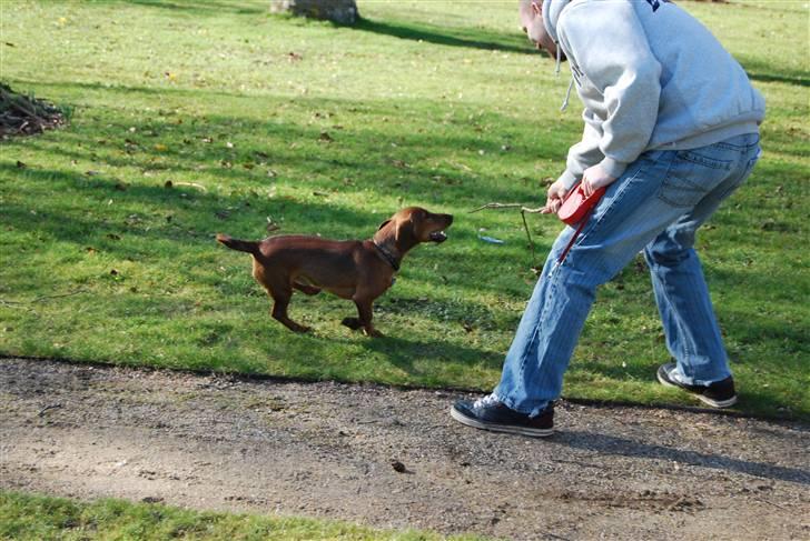 Blanding af racer Bobby (SOLGT) billede 18