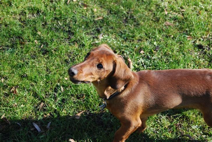 Blanding af racer Bobby (SOLGT) billede 19