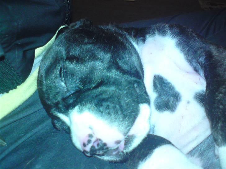 Blanding af racer Medina " Miss diva" billede 2