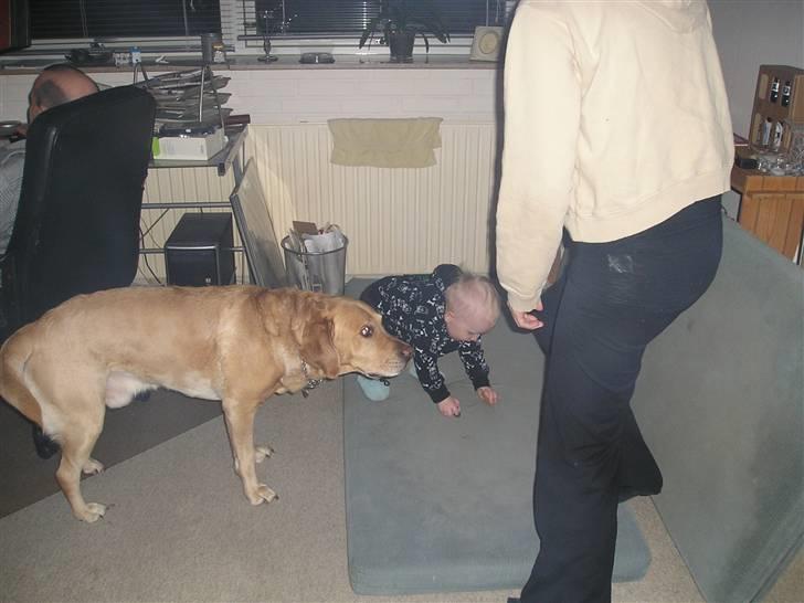 Labrador retriever Lunte - Her er så Lunte og Mads....... billede 11