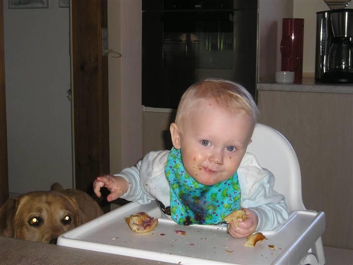 Labrador retriever Lunte - Lunte (og Mads) har fundet ud af hvor det er godt at være når vi spiser..... billede 12