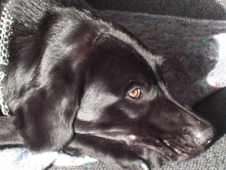 Labrador retriever Saki billede 1