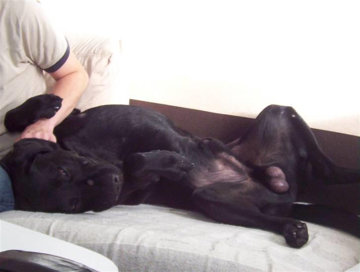 Labrador retriever Saki billede 2